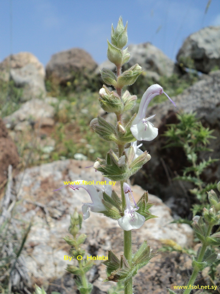 Salvia palaestina Benth.